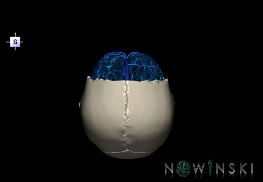 G8.T3.1-16.1-22.2 22.5.3.V5.C4-2.L0.Cerebrum-Intracranial venous system-Neurocranium-No frontal bone
