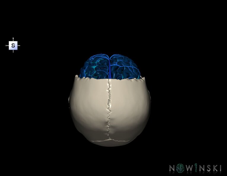 G8.T3.1-16.1-22.2_22.5.3.V5.C4-2.L0.Cerebrum-Intracranial_venous_system-Neurocranium-No_frontal_bone.tiff
