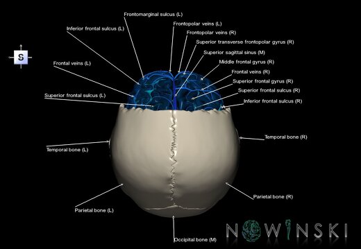 G8.T3.1-16.1-22.2 22.5.3.V5.C4-2.L1.Cerebrum-Intracranial venous system-Neurocranium-No frontal bone