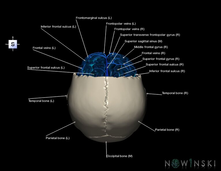 G8.T3.1-16.1-22.2_22.5.3.V5.C4-2.L1.Cerebrum-Intracranial_venous_system-Neurocranium-No_frontal_bone.tiff