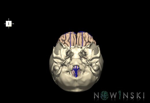 G8.T3.1-16.1-22.2 22.5.3.V6.C1.L0.Cerebrum-Intracranial venous system-Neurocranium-No frontal bone