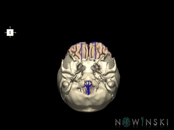 G8.T3.1-16.1-22.2 22.5.3.V6.C1.L0.Cerebrum-Intracranial venous system-Neurocranium-No frontal bone