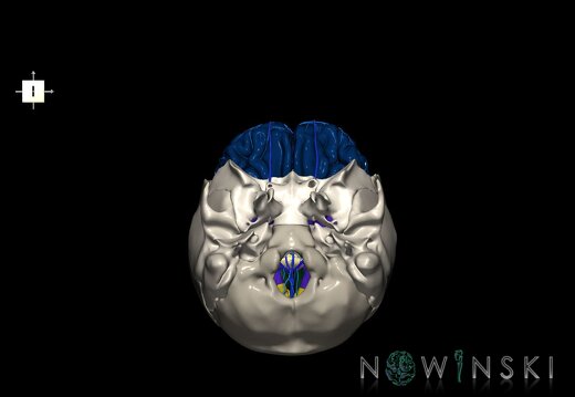 G8.T3.1-16.1-22.2 22.5.3.V6.C2.L0.Cerebrum-Intracranial venous system-Neurocranium-No frontal bone