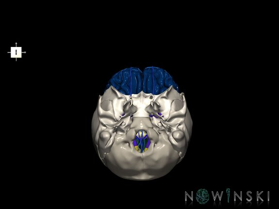 G8.T3.1-16.1-22.2 22.5.3.V6.C2.L0.Cerebrum-Intracranial venous system-Neurocranium-No frontal bone