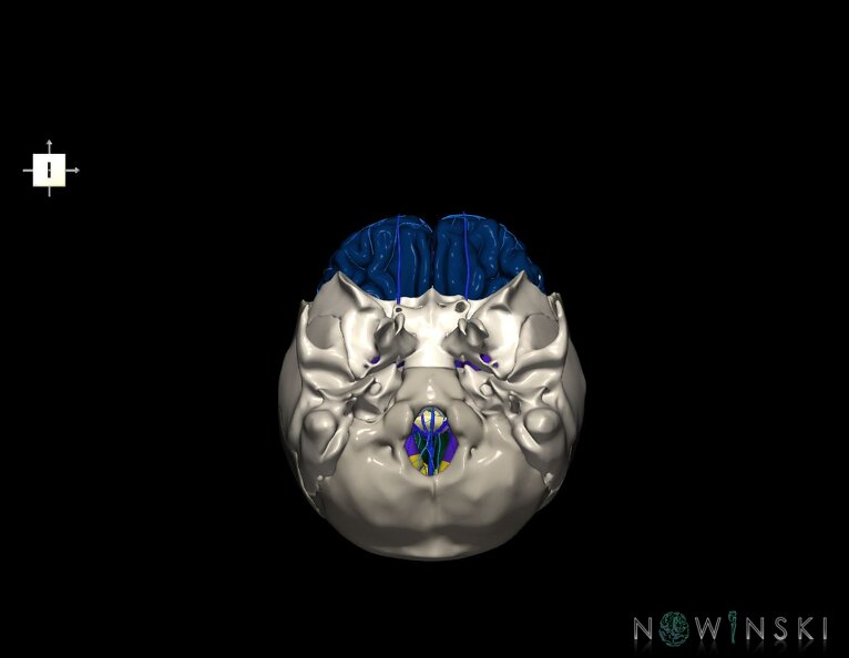 G8.T3.1-16.1-22.2_22.5.3.V6.C2.L0.Cerebrum-Intracranial_venous_system-Neurocranium-No_frontal_bone.tiff