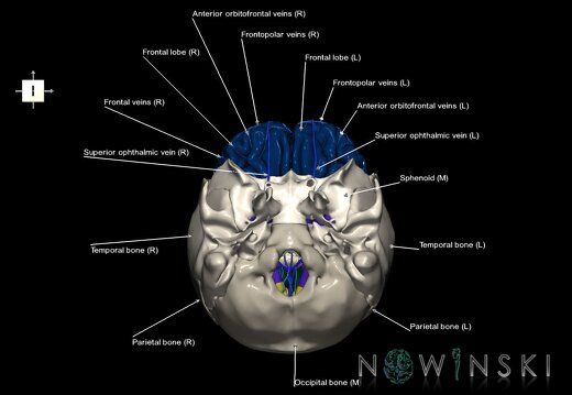 G8.T3.1-16.1-22.2 22.5.3.V6.C2.L1.Cerebrum-Intracranial venous system-Neurocranium-No frontal bone
