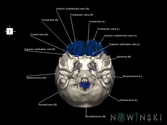 G8.T3.1-16.1-22.2 22.5.3.V6.C2.L1.Cerebrum-Intracranial venous system-Neurocranium-No frontal bone