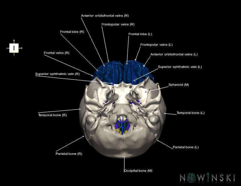 G8.T3.1-16.1-22.2_22.5.3.V6.C2.L1.Cerebrum-Intracranial_venous_system-Neurocranium-No_frontal_bone.tiff