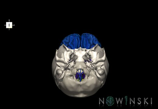 G8.T3.1-16.1-22.2 22.5.3.V6.C3-2.L0.Cerebrum-Intracranial venous system-Neurocranium-No frontal bone