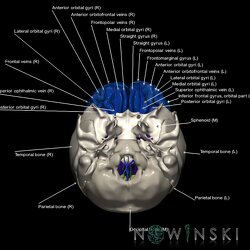 G8.T3.1-16.1-22.2 22.5.3.V6.C3-2.L1.Cerebrum-Intracranial venous system-Neurocranium-No frontal bone