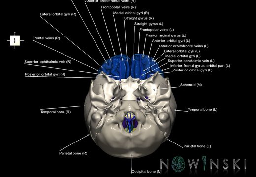 G8.T3.1-16.1-22.2 22.5.3.V6.C3-2.L1.Cerebrum-Intracranial venous system-Neurocranium-No frontal bone