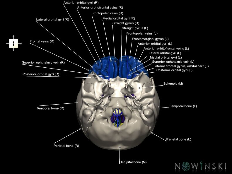 G8.T3.1-16.1-22.2 22.5.3.V6.C3-2.L1.Cerebrum-Intracranial venous system-Neurocranium-No frontal bone