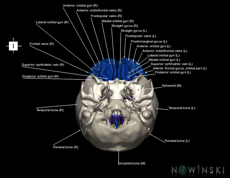 G8.T3.1-16.1-22.2_22.5.3.V6.C3-2.L1.Cerebrum-Intracranial_venous_system-Neurocranium-No_frontal_bone.tiff
