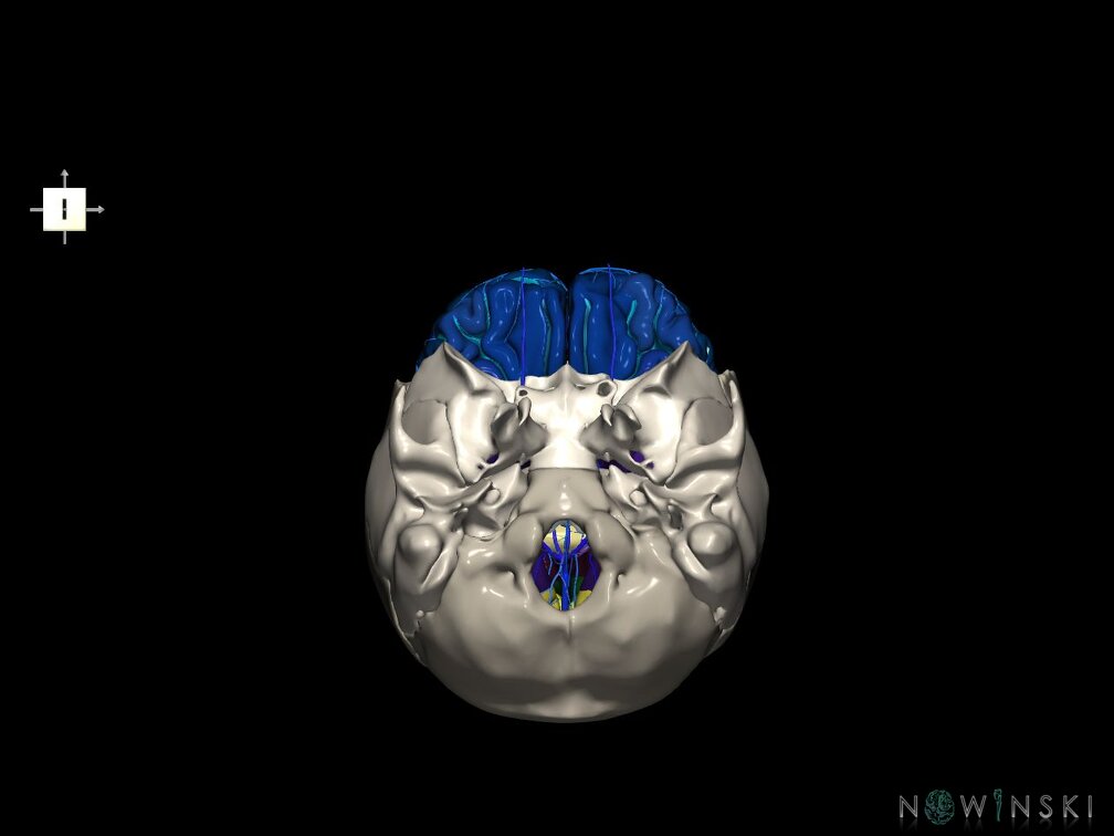 G8.T3.1-16.1-22.2 22.5.3.V6.C4-2.L0.Cerebrum-Intracranial venous system-Neurocranium-No frontal bone