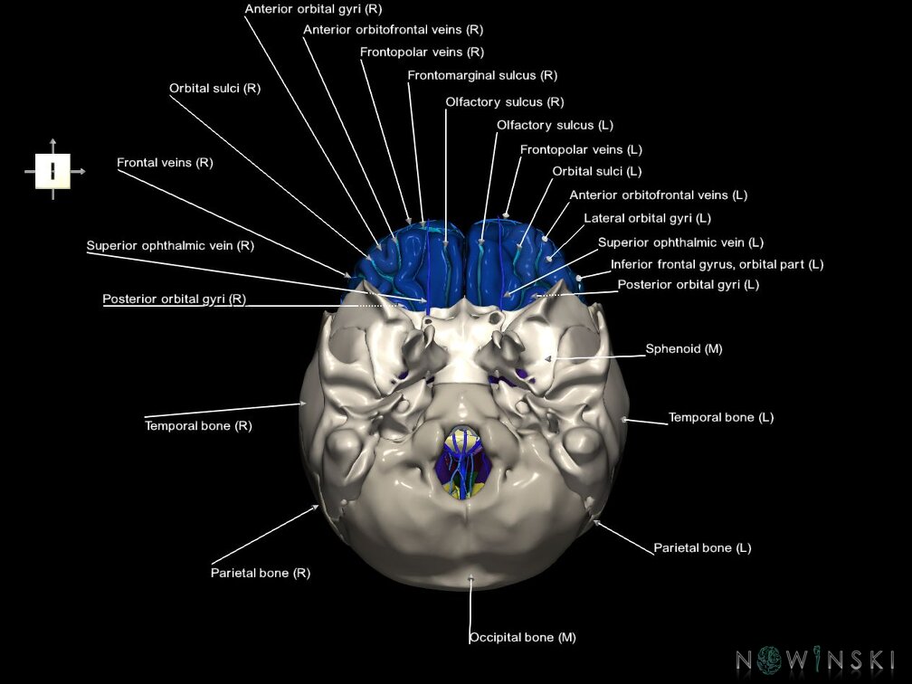 G8.T3.1-16.1-22.2 22.5.3.V6.C4-2.L1.Cerebrum-Intracranial venous system-Neurocranium-No frontal bone