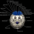 G8.T3.1-16.1-22.2 22.5.3.V6.C4-2.L1.Cerebrum-Intracranial venous system-Neurocranium-No frontal bone