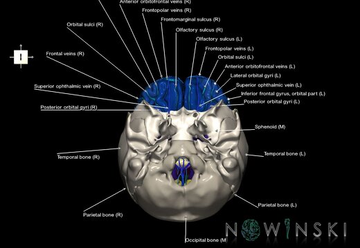 G8.T3.1-16.1-22.2 22.5.3.V6.C4-2.L1.Cerebrum-Intracranial venous system-Neurocranium-No frontal bone
