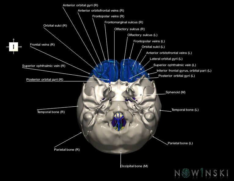 G8.T3.1-16.1-22.2_22.5.3.V6.C4-2.L1.Cerebrum-Intracranial_venous_system-Neurocranium-No_frontal_bone.tiff