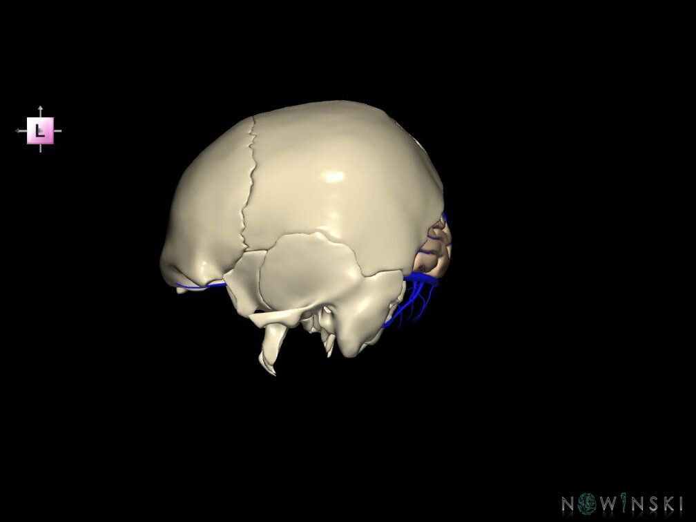 G8.T3.1-16.1-22.2 22.5.6.V2.C1.L0.Cerebrum-Intracranial venous system-Neurocranium-No occipital bone