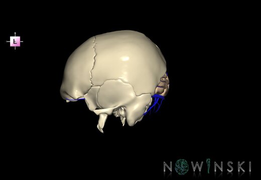 G8.T3.1-16.1-22.2 22.5.6.V2.C1.L0.Cerebrum-Intracranial venous system-Neurocranium-No occipital bone
