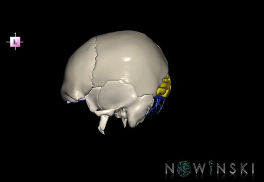 G8.T3.1-16.1-22.2 22.5.6.V2.C2.L0.Cerebrum-Intracranial venous system-Neurocranium-No occipital bone