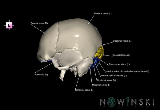 G8.T3.1-16.1-22.2 22.5.6.V2.C2.L1.Cerebrum-Intracranial venous system-Neurocranium-No occipital bone
