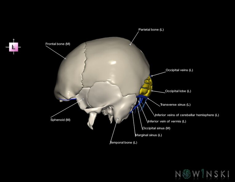 G8.T3.1-16.1-22.2_22.5.6.V2.C2.L1.Cerebrum-Intracranial_venous_system-Neurocranium-No_occipital_bone.tiff