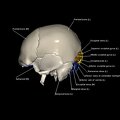 G8.T3.1-16.1-22.2 22.5.6.V2.C3-2.L1.Cerebrum-Intracranial venous system-Neurocranium-No occipital bone