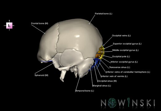 G8.T3.1-16.1-22.2 22.5.6.V2.C3-2.L1.Cerebrum-Intracranial venous system-Neurocranium-No occipital bone