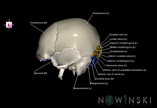 G8.T3.1-16.1-22.2 22.5.6.V2.C4-2.L1.Cerebrum-Intracranial venous system-Neurocranium-No occipital bone