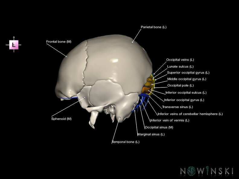 G8.T3.1-16.1-22.2 22.5.6.V2.C4-2.L1.Cerebrum-Intracranial venous system-Neurocranium-No occipital bone