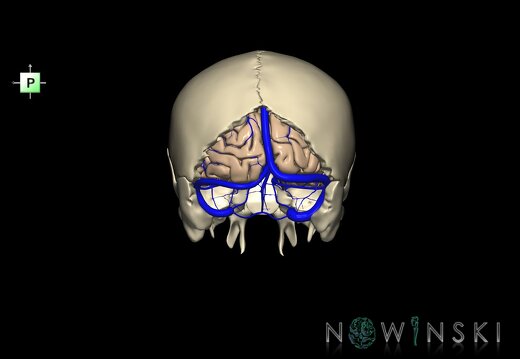 G8.T3.1-16.1-22.2 22.5.6.V3.C1.L0.Cerebrum-Intracranial venous system-Neurocranium-No occipital bone