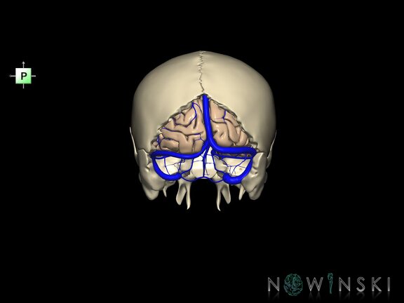 G8.T3.1-16.1-22.2 22.5.6.V3.C1.L0.Cerebrum-Intracranial venous system-Neurocranium-No occipital bone