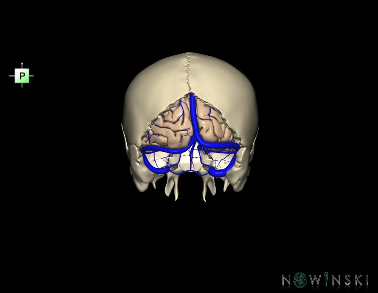G8.T3.1-16.1-22.2_22.5.6.V3.C1.L0.Cerebrum-Intracranial_venous_system-Neurocranium-No_occipital_bone.tiff