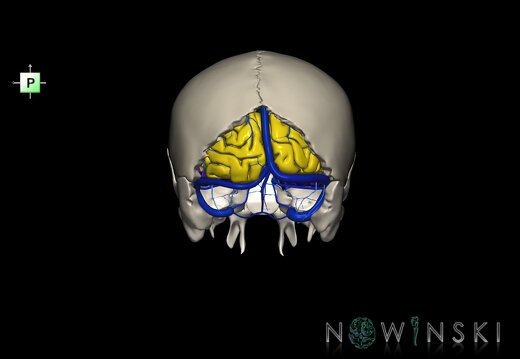 G8.T3.1-16.1-22.2 22.5.6.V3.C2.L0.Cerebrum-Intracranial venous system-Neurocranium-No occipital bone