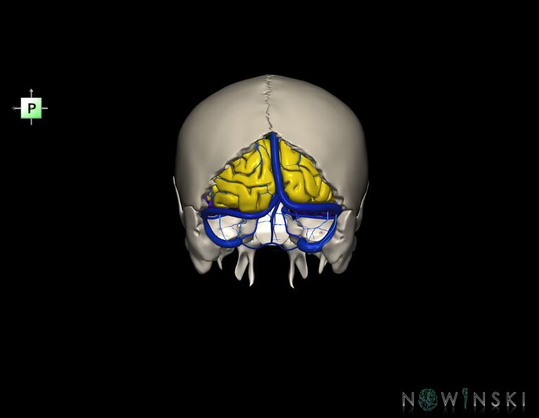 G8.T3.1-16.1-22.2_22.5.6.V3.C2.L0.Cerebrum-Intracranial_venous_system-Neurocranium-No_occipital_bone.tiff