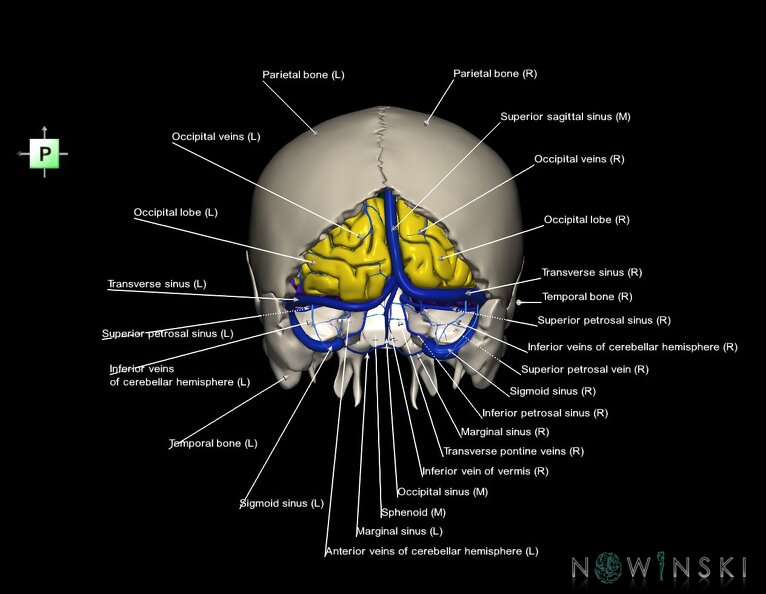 G8.T3.1-16.1-22.2_22.5.6.V3.C2.L1.Cerebrum-Intracranial_venous_system-Neurocranium-No_occipital_bone.tiff