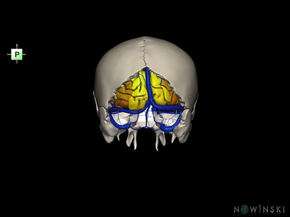 G8.T3.1-16.1-22.2 22.5.6.V3.C3-2.L0.Cerebrum-Intracranial venous system-Neurocranium-No occipital bone