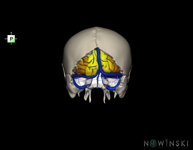 G8.T3.1-16.1-22.2_22.5.6.V3.C3-2.L0.Cerebrum-Intracranial_venous_system-Neurocranium-No_occipital_bone.tiff