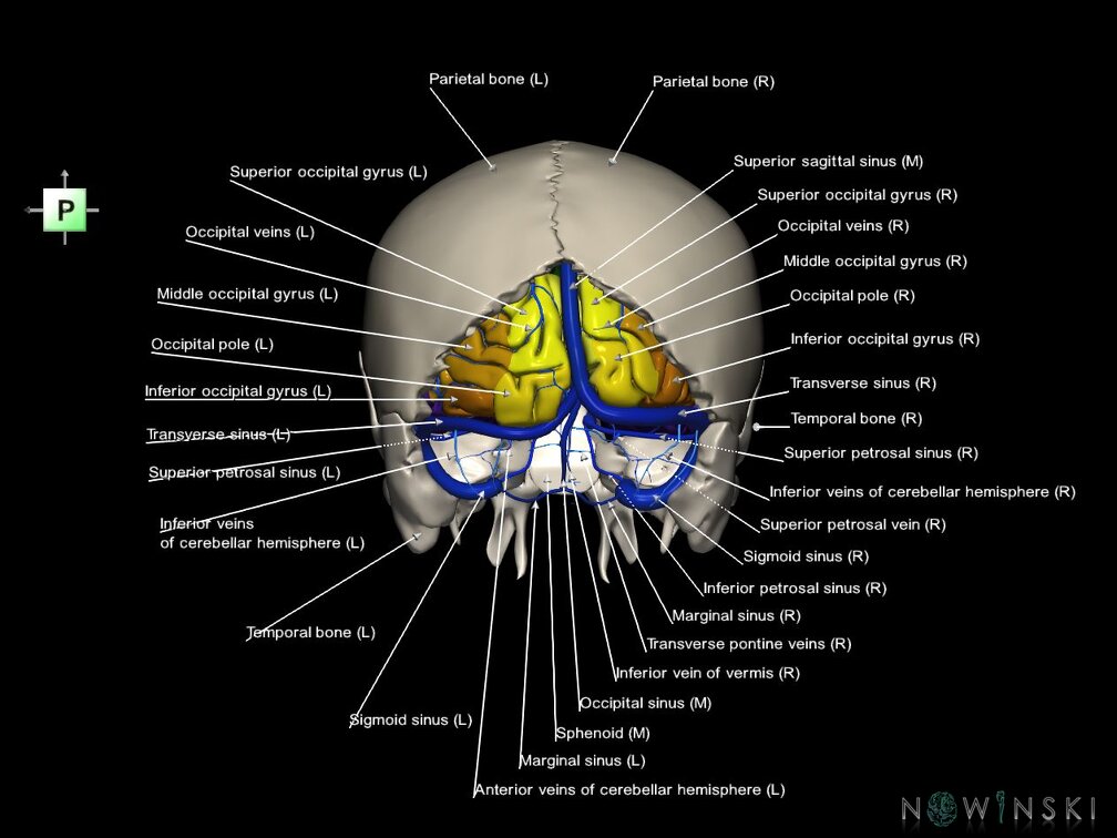 G8.T3.1-16.1-22.2 22.5.6.V3.C3-2.L1.Cerebrum-Intracranial venous system-Neurocranium-No occipital bone