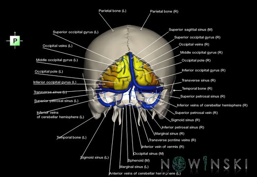 G8.T3.1-16.1-22.2 22.5.6.V3.C3-2.L1.Cerebrum-Intracranial venous system-Neurocranium-No occipital bone