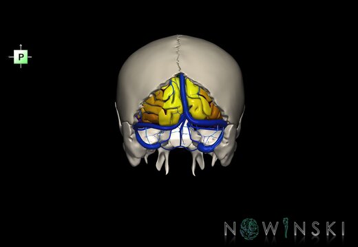 G8.T3.1-16.1-22.2 22.5.6.V3.C4-2.L0.Cerebrum-Intracranial venous system-Neurocranium-No occipital bone