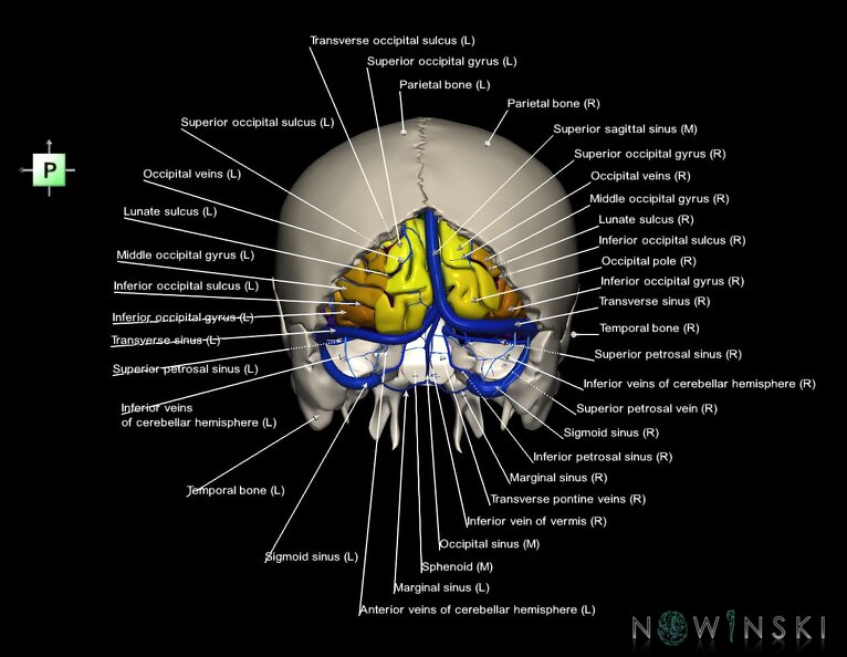G8.T3.1-16.1-22.2_22.5.6.V3.C4-2.L1.Cerebrum-Intracranial_venous_system-Neurocranium-No_occipital_bone.tiff