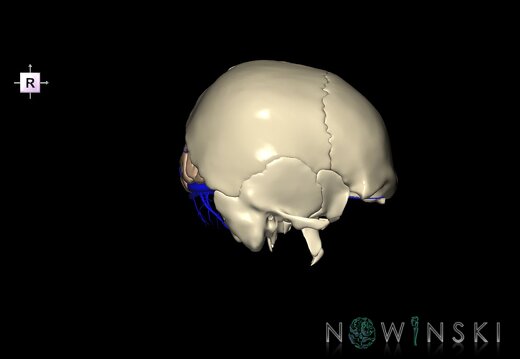 G8.T3.1-16.1-22.2 22.5.6.V4.C1.L0.Cerebrum-Intracranial venous system-Neurocranium-No occipital bone