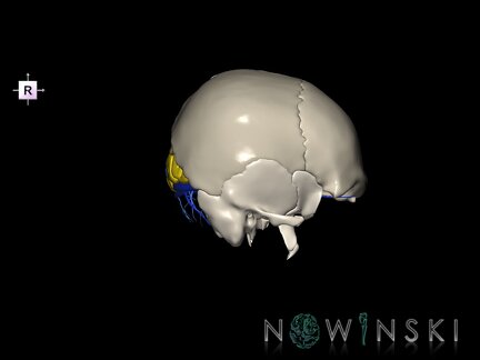 G8.T3.1-16.1-22.2 22.5.6.V4.C2.L0.Cerebrum-Intracranial venous system-Neurocranium-No occipital bone