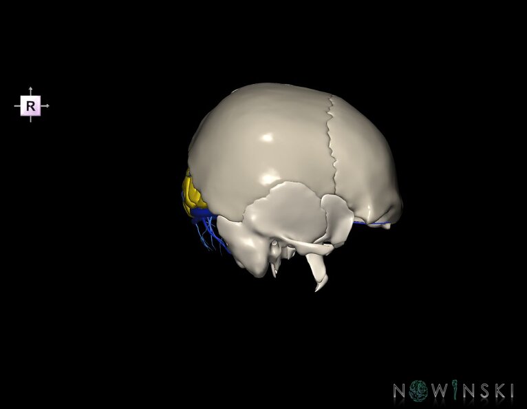 G8.T3.1-16.1-22.2_22.5.6.V4.C2.L0.Cerebrum-Intracranial_venous_system-Neurocranium-No_occipital_bone.tiff