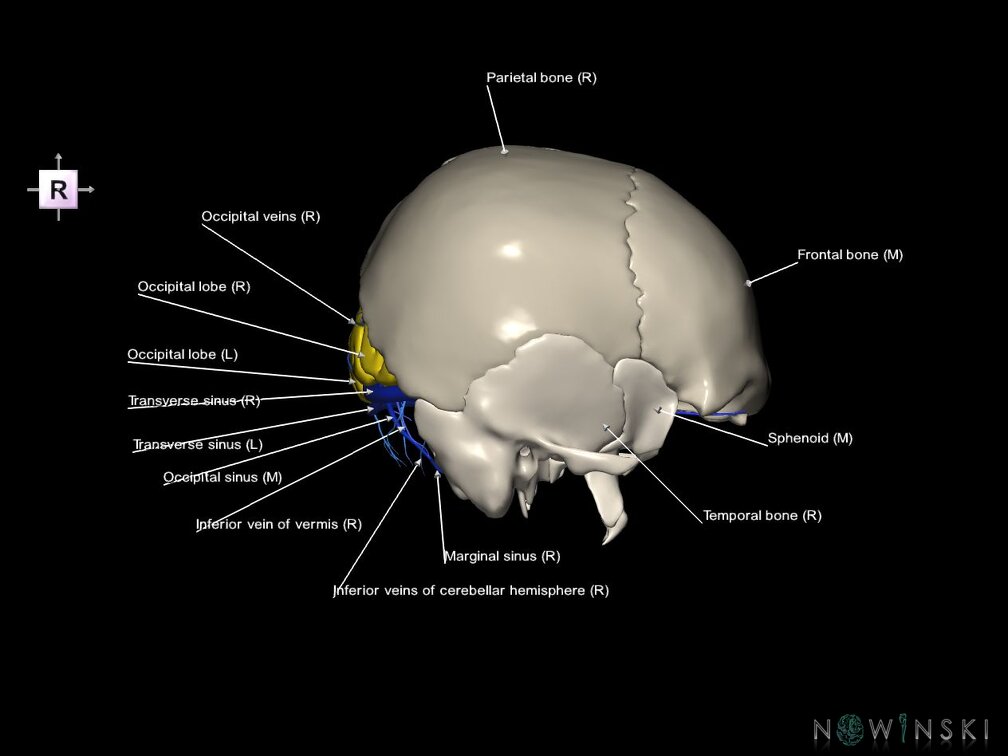 G8.T3.1-16.1-22.2 22.5.6.V4.C2.L1.Cerebrum-Intracranial venous system-Neurocranium-No occipital bone