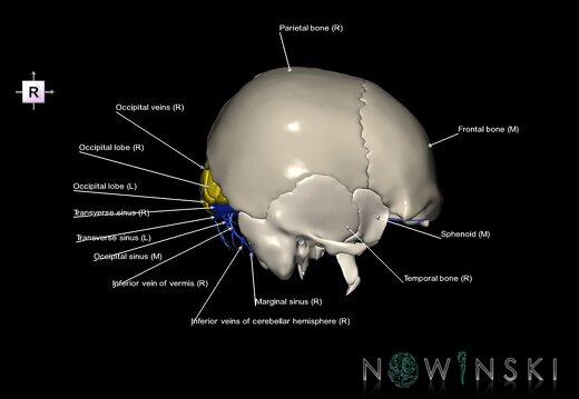 G8.T3.1-16.1-22.2 22.5.6.V4.C2.L1.Cerebrum-Intracranial venous system-Neurocranium-No occipital bone