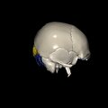 G8.T3.1-16.1-22.2 22.5.6.V4.C3-2.L0.Cerebrum-Intracranial venous system-Neurocranium-No occipital bone
