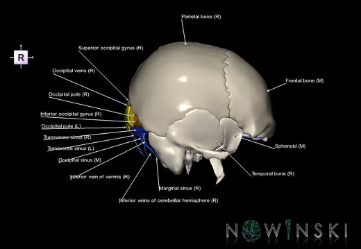 G8.T3.1-16.1-22.2 22.5.6.V4.C3-2.L1.Cerebrum-Intracranial venous system-Neurocranium-No occipital bone
